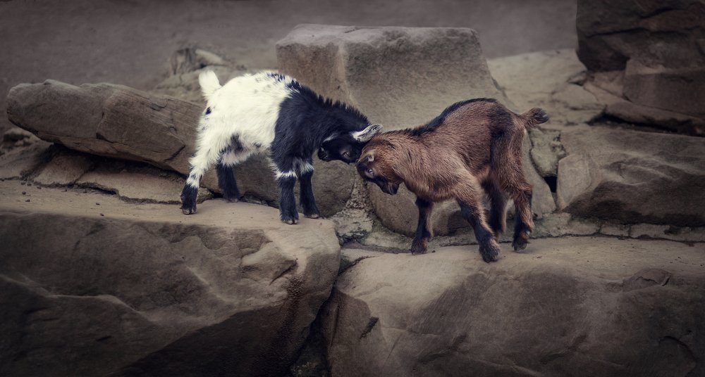 black and white attack