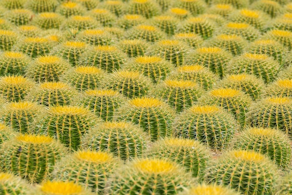 Фотография автора Андрей Симонов