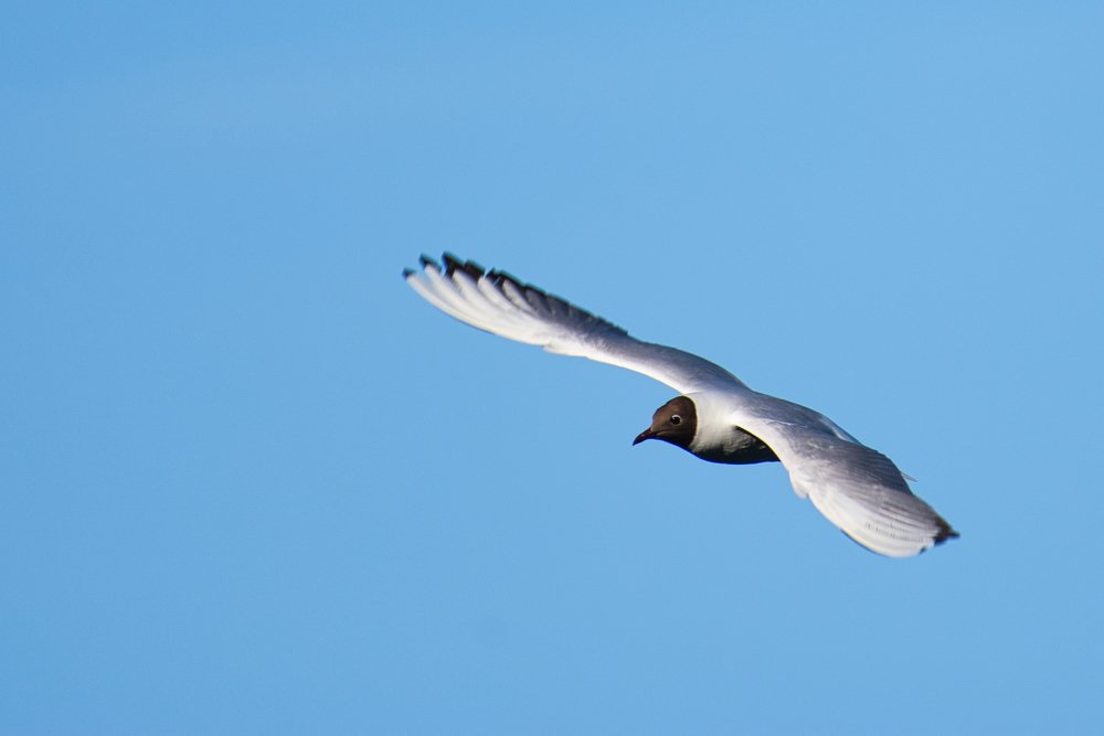 Black-headed gull (Chroicocephalus ridibundus)