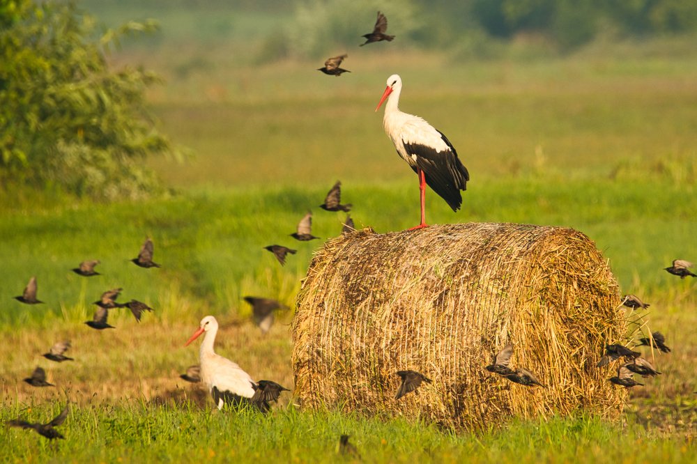 White Storks (Ciconia ciconia)