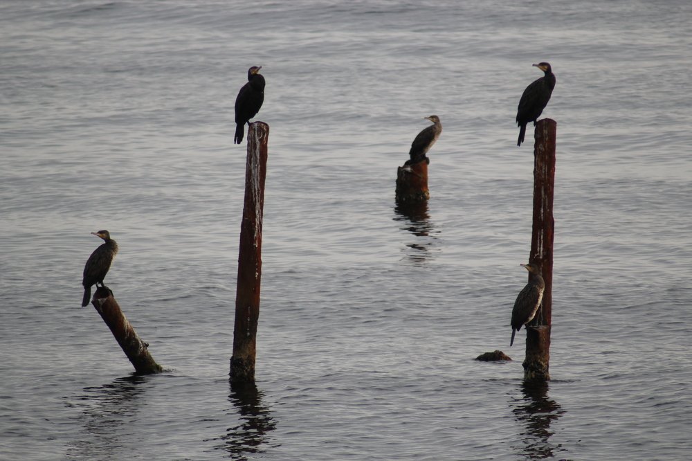 Photograph by Елена Кузьмищева