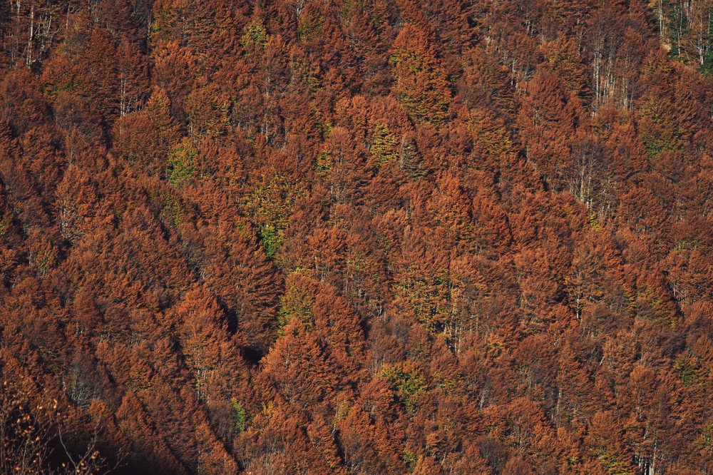 Фотография автора Катерина Белоусова