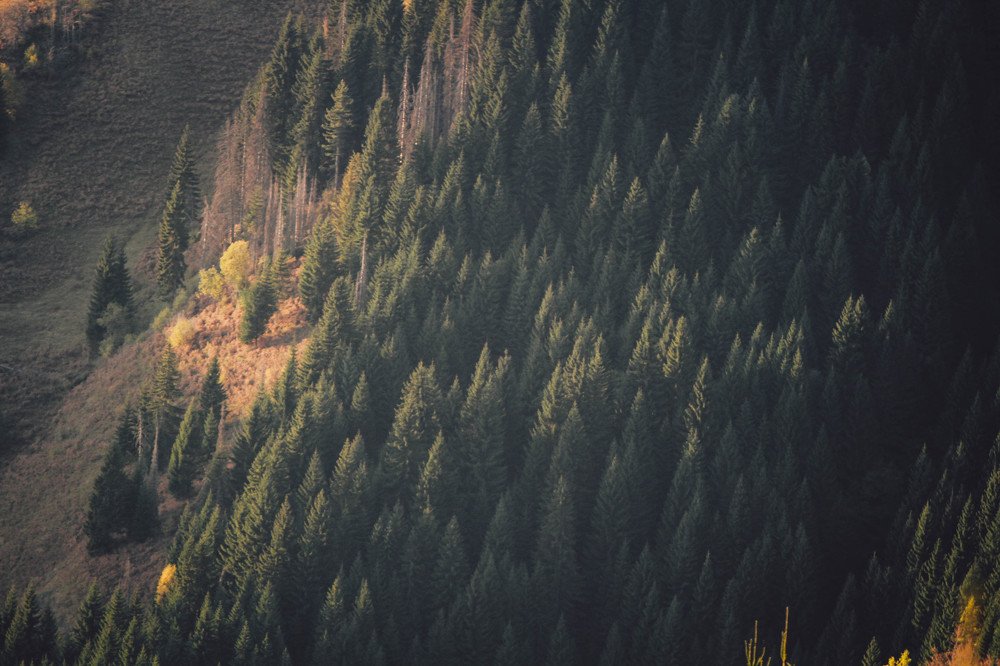 Фотография автора Катерина Белоусова