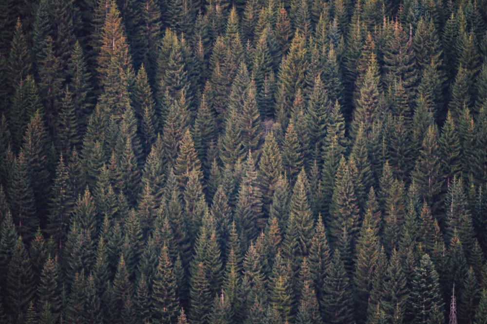 Фотография автора Катерина Белоусова