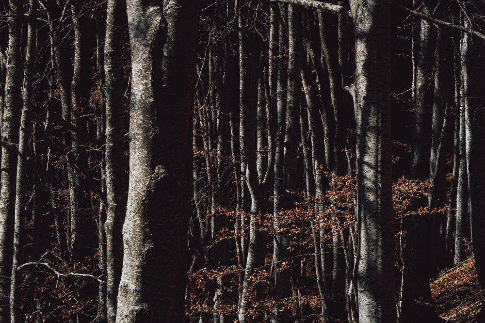 Фотография автора Катерина Белоусова