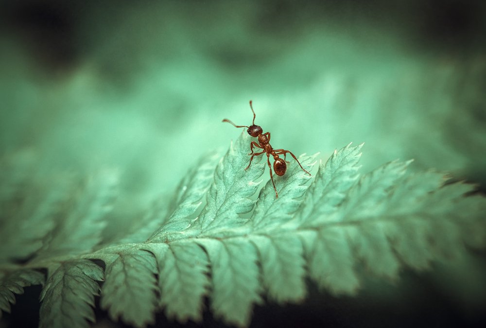 Photograph by Рут Андрей