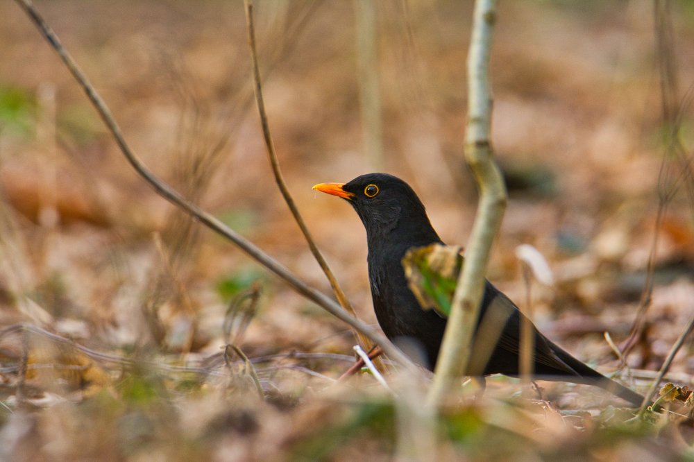 Blackbird (Turdus merula)