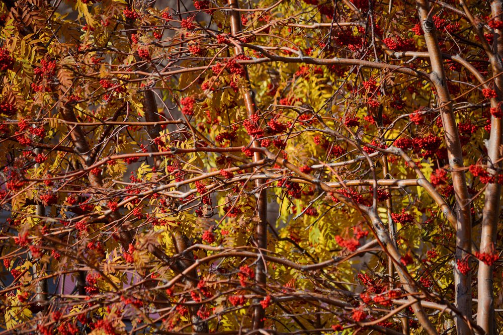 Photograph by Ольга Ривкина