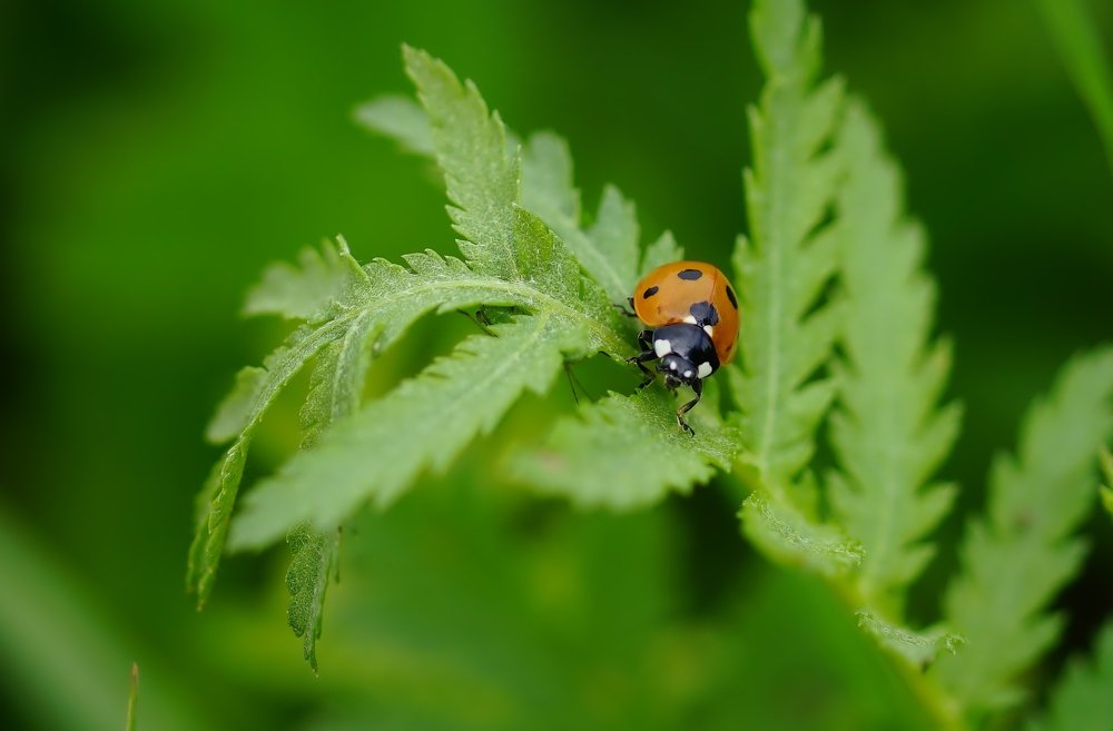 Фотография автора  Галина
