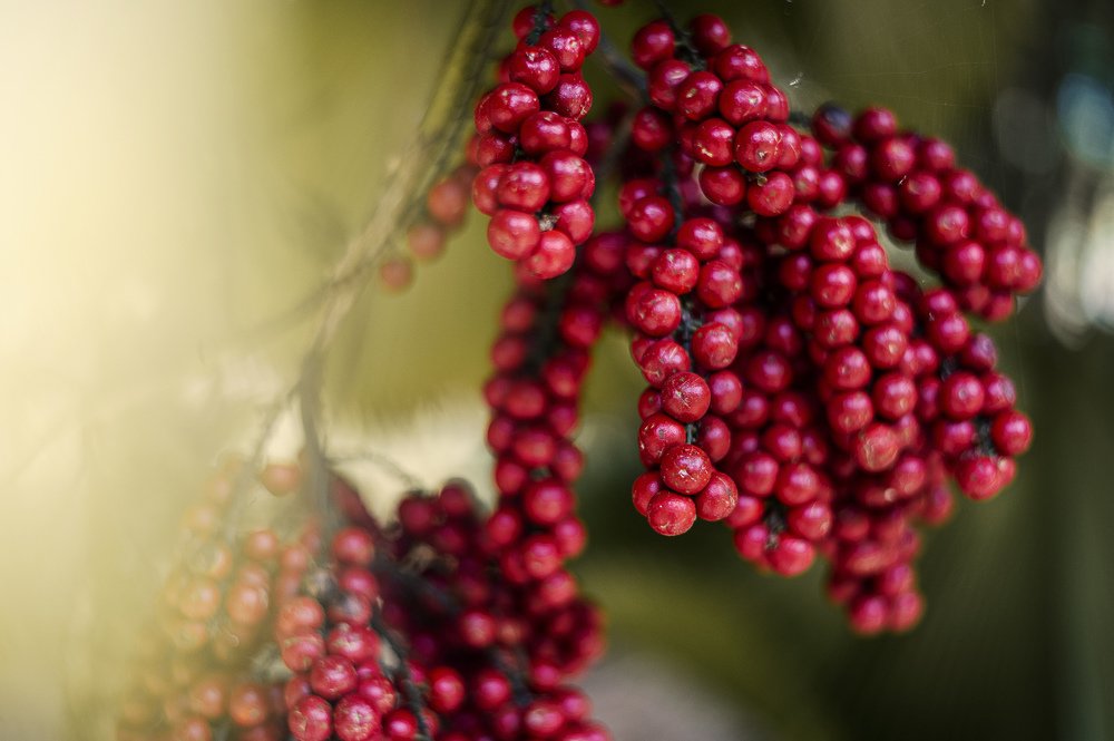 Photograph by Nunong Tindin