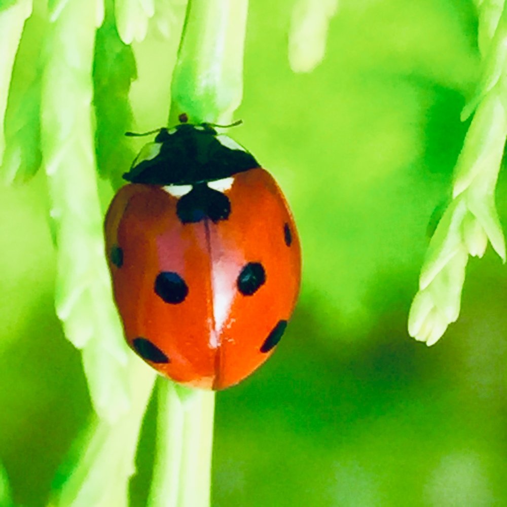Ladybird