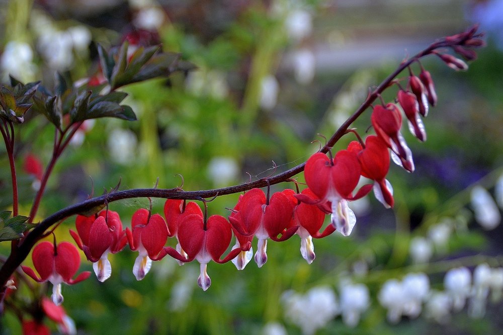 Дицентра великолепная