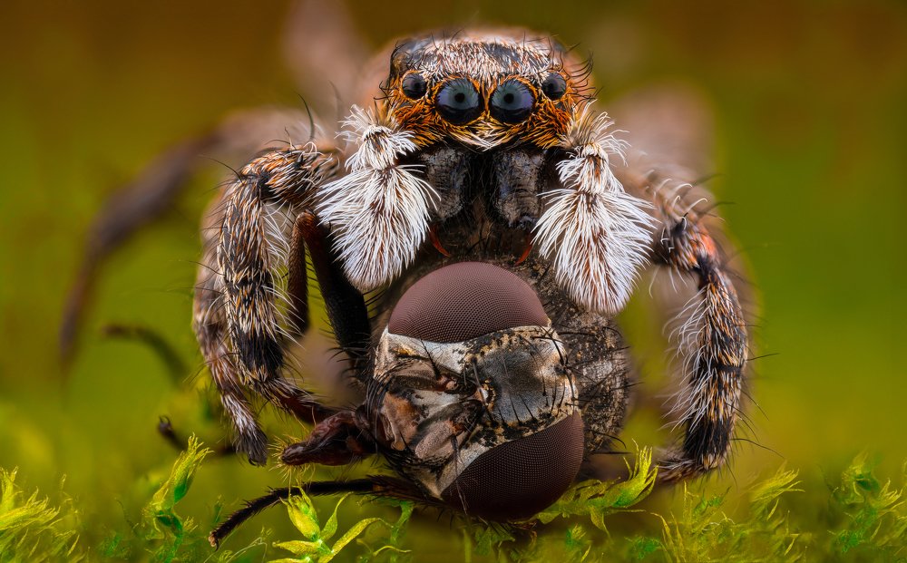 Голодный паук