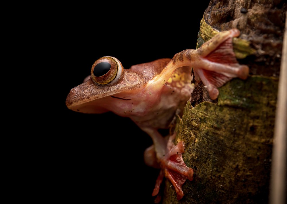 Borneo Frogs