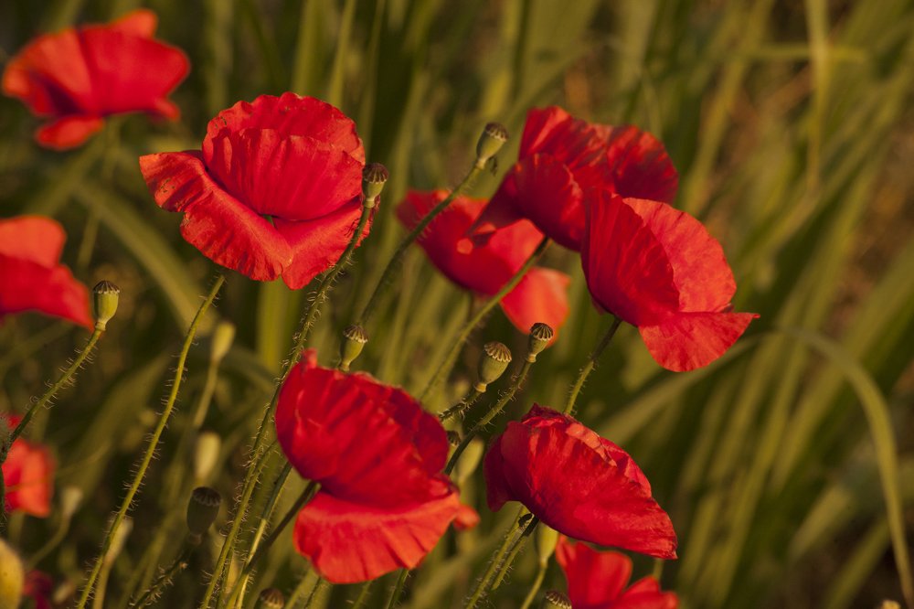 Red Poppy flowers