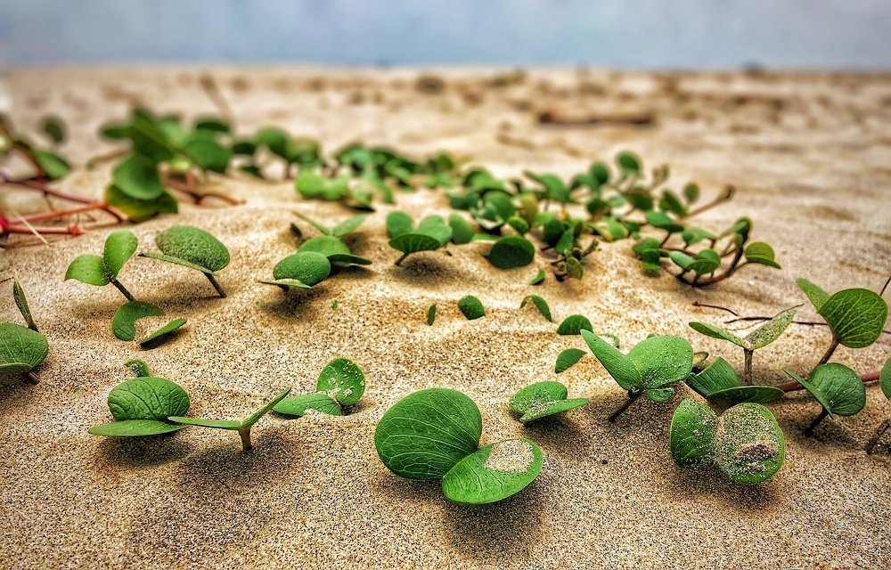 Photograph by Santanu Dey