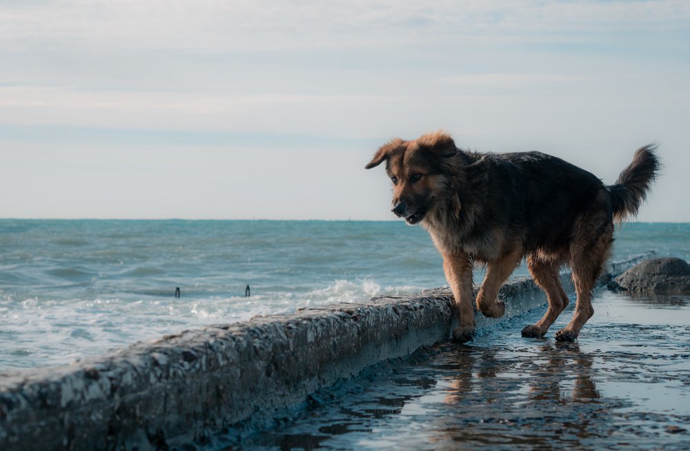Photograph by Богдан Синайский