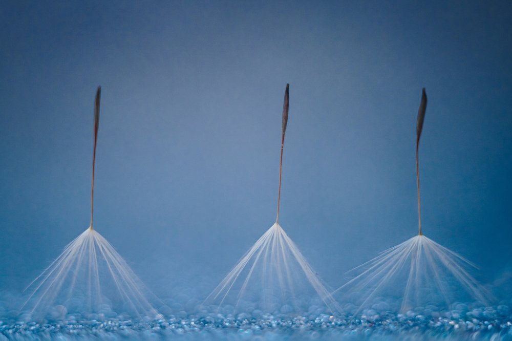 Фотография автора Summerlin