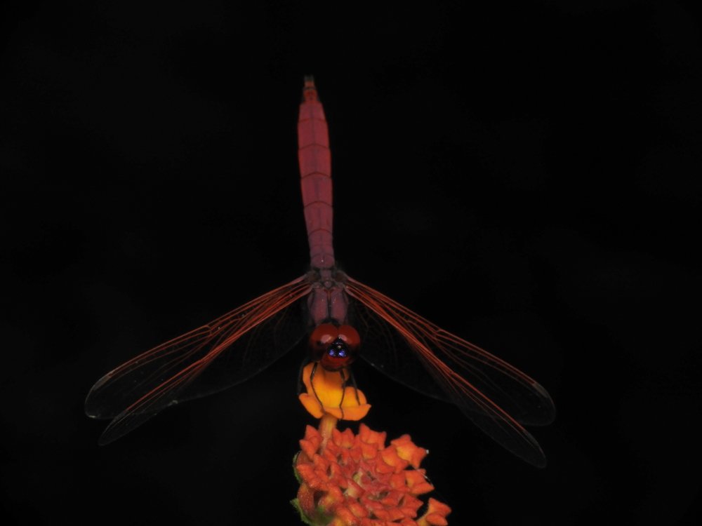 Фотография автора Bharat Ravat