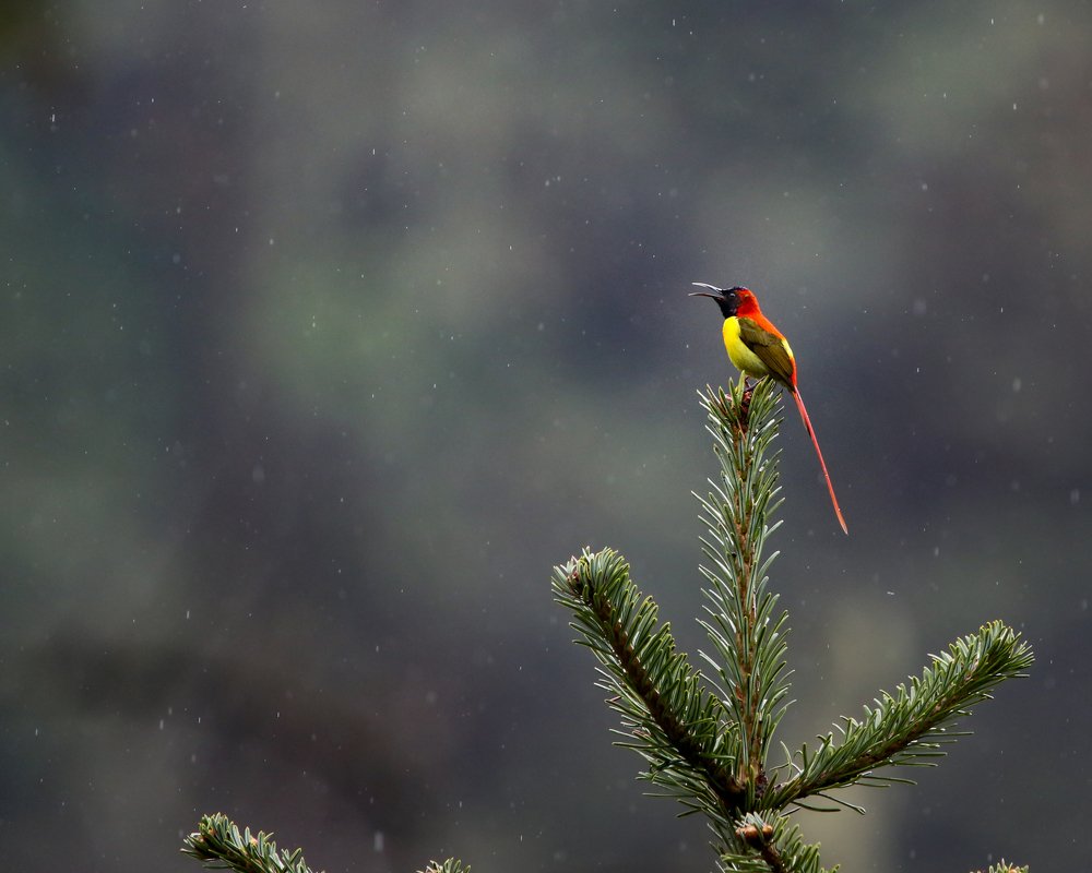 Photograph by Siddharaj Parmar