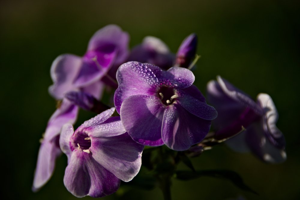 Photograph by Александр Гуреев