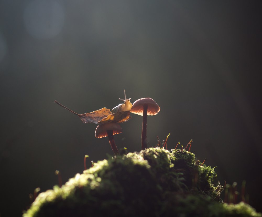 Photograph by Татьяна Пименкова