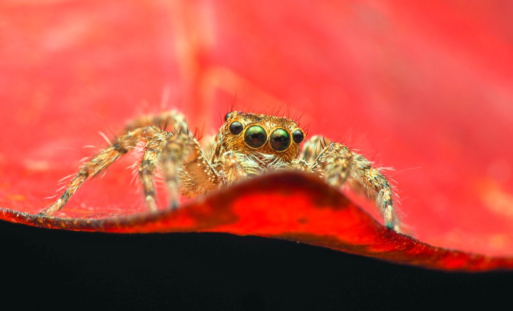 Jumper spider