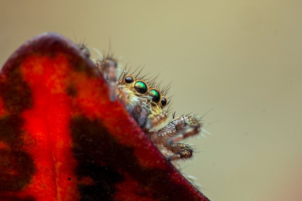 Photograph by Endra Agust