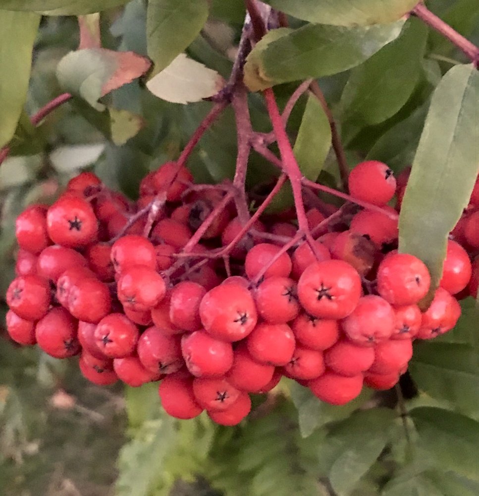 Photograph by Анар Амирова