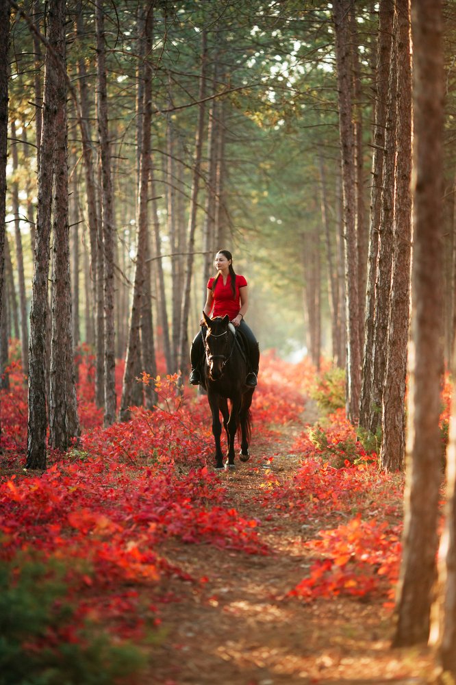 Волшебный лес в Крыму