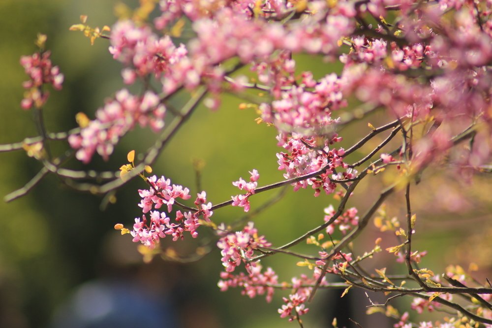 Photograph by Елена Кузьмищева