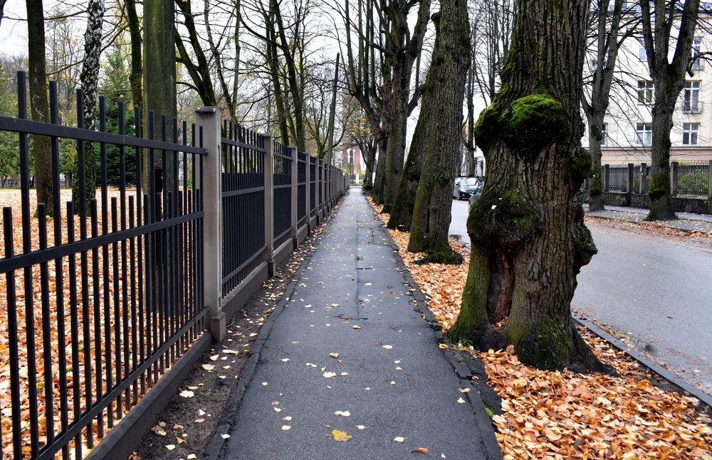 Стражник древесный / Wood Guard