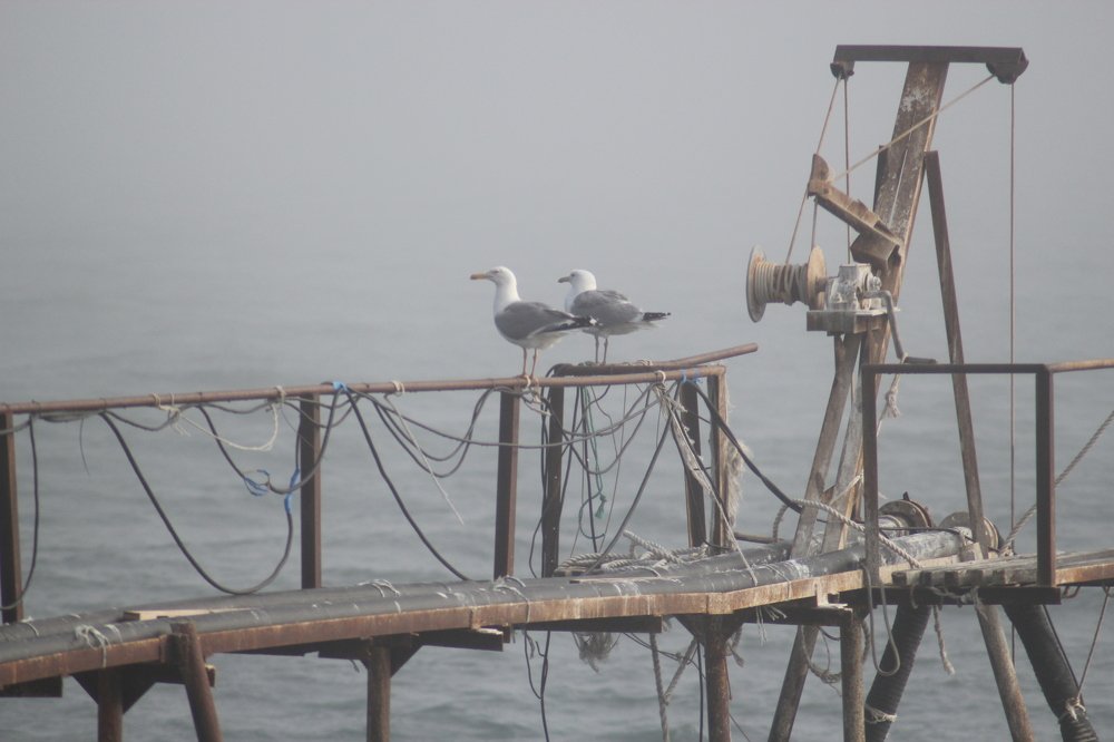 Photograph by Елена Кузьмищева