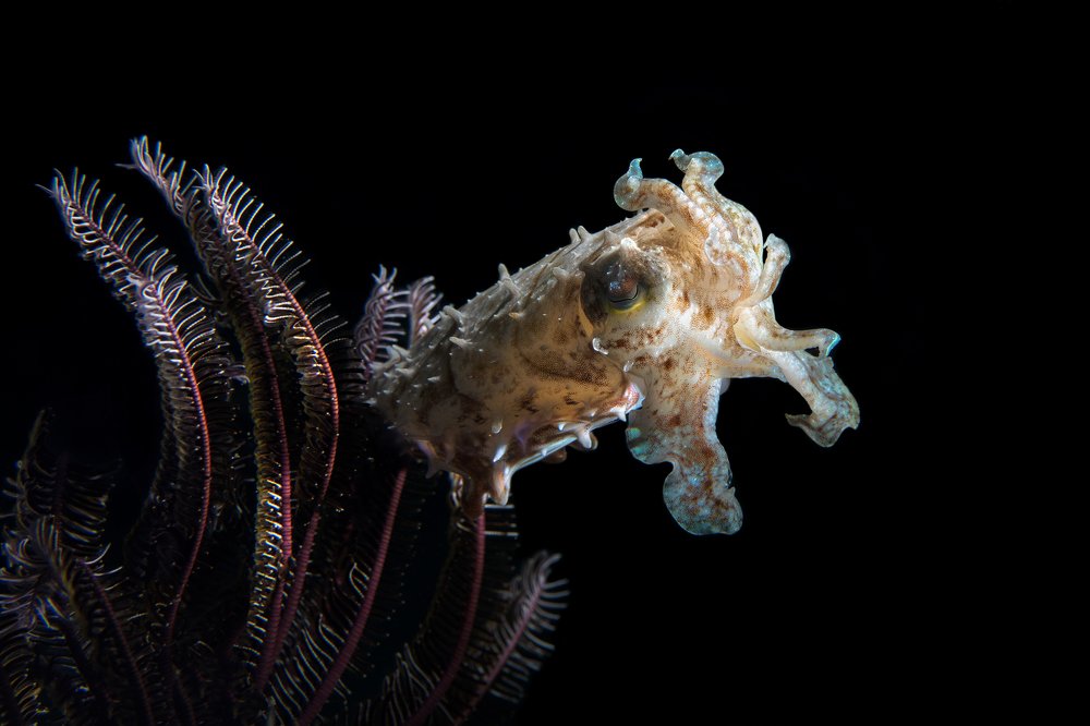 Каракатица