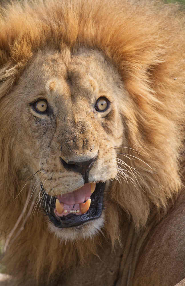 || Those fiery eyes ||