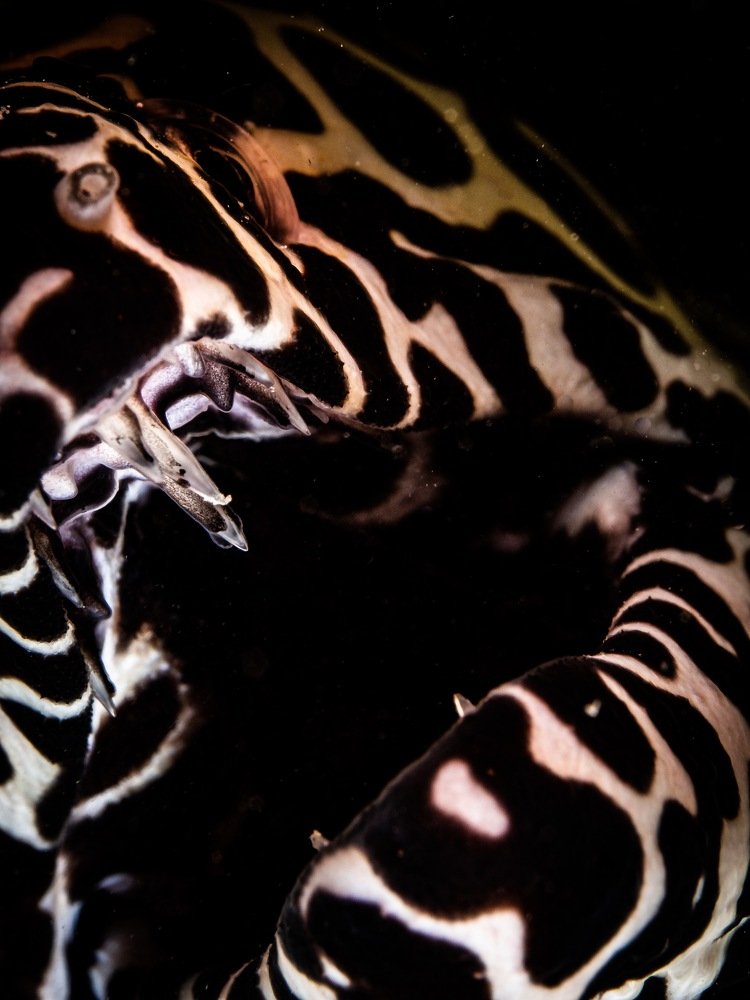 Photograph by Alexander Plakida