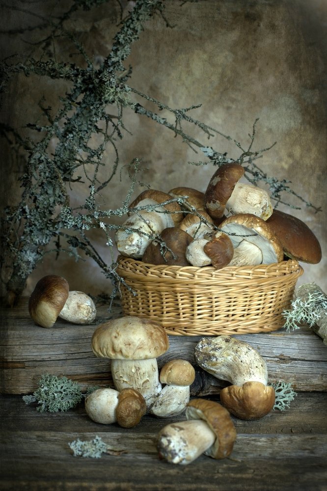 Boletus mushrooms