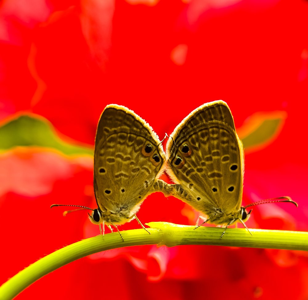 Photograph by Abhishek Manna