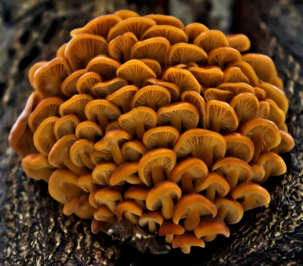 Фламмулины на дереве