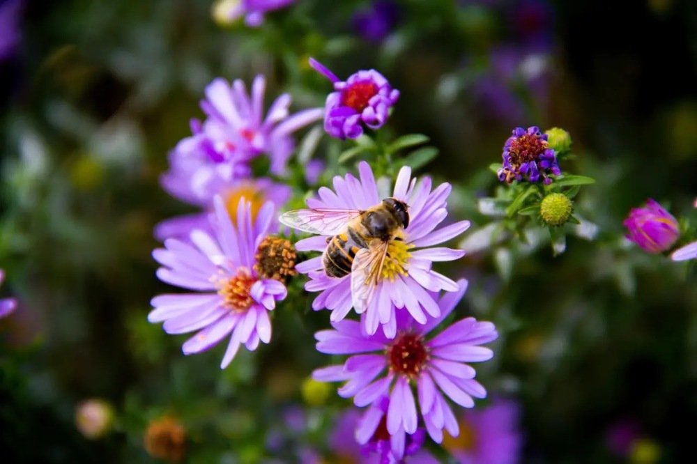 Красочное лето