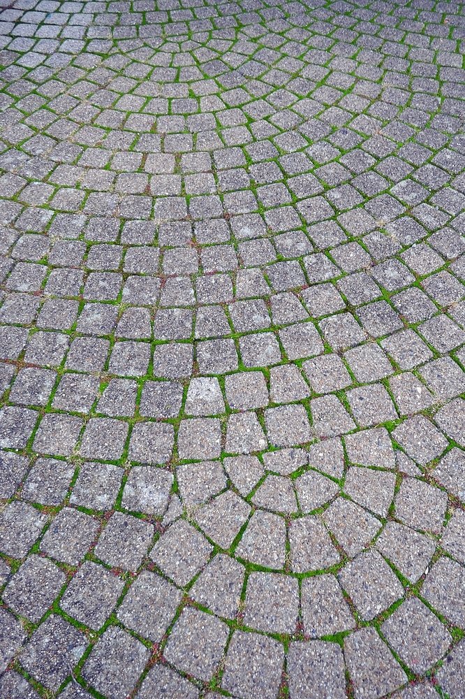 Green moss between cobblestones