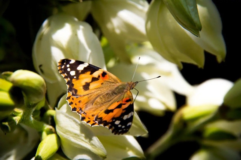Чудеса природы