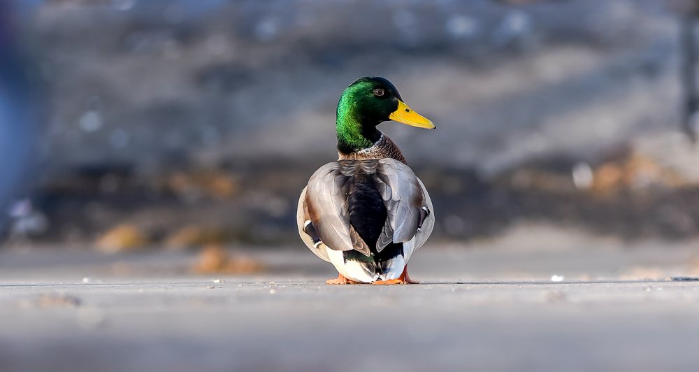 Photograph by Михаил Петрик