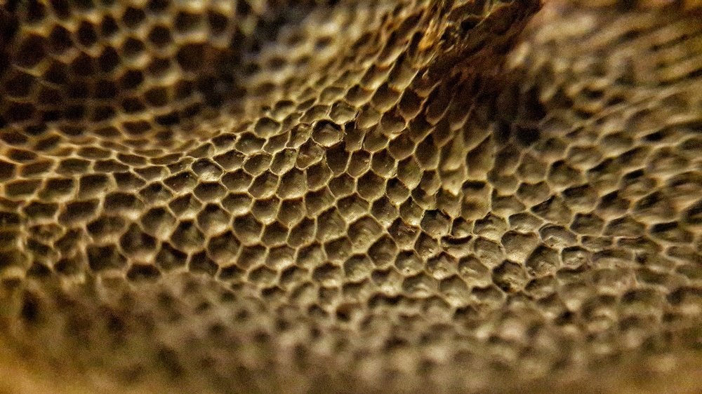 Photograph by Harisankar B