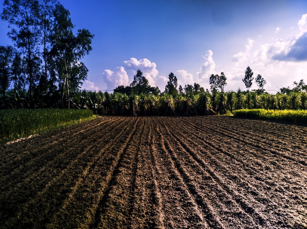 Photograph by Md Abu Sayeed Mondal