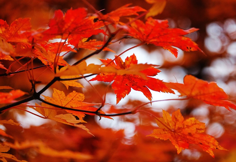 Photograph by Александр Скибицкий