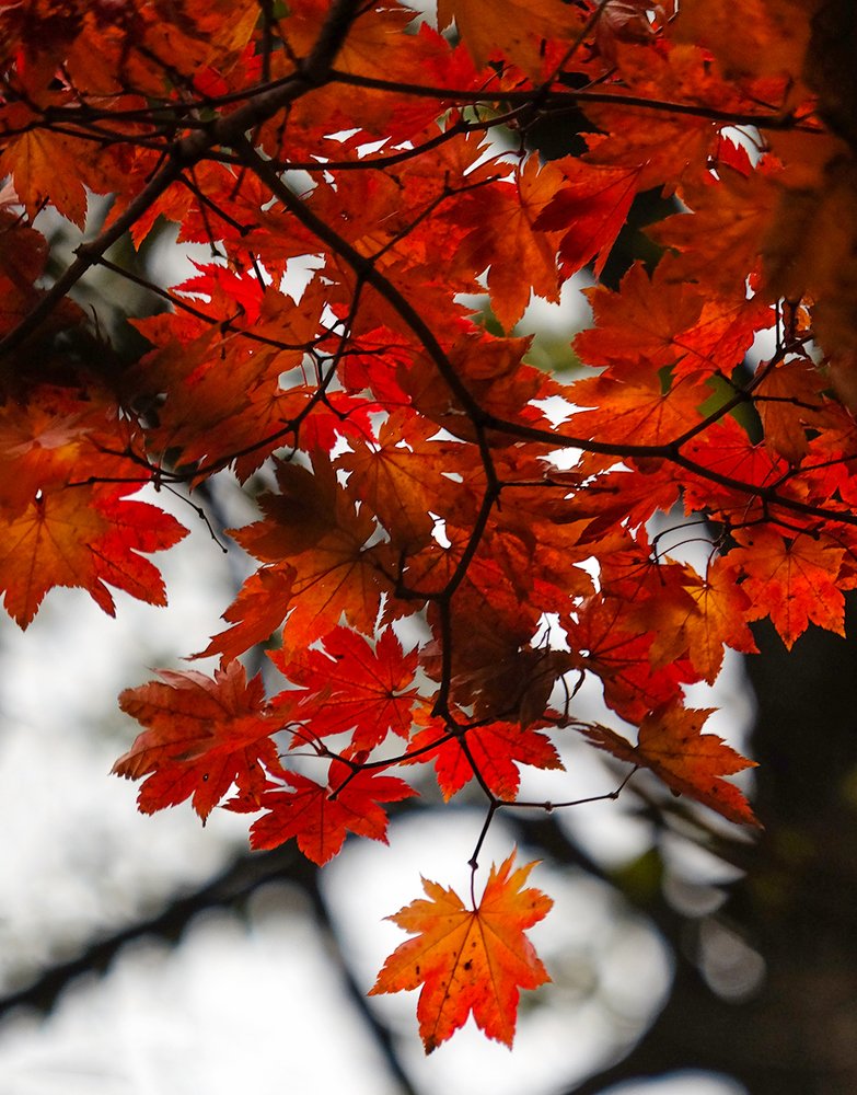 Photograph by Александр Скибицкий