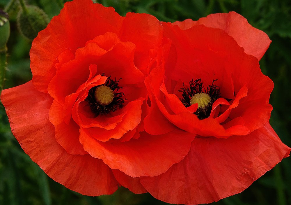 Photograph by Александр Скибицкий