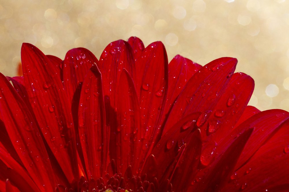 Photograph by Таня Короткова