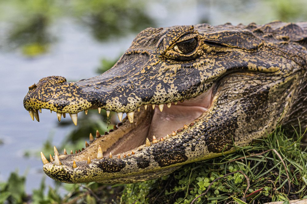 yacare caiman
